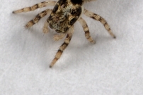 Un mle (Araneae - Salticidae - Salticus mutabilis)